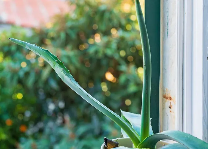 Apartment Ora, On The Sea.